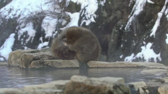 慢动作组日本猕猴坐着检查跳蚤和蜱。视频素材