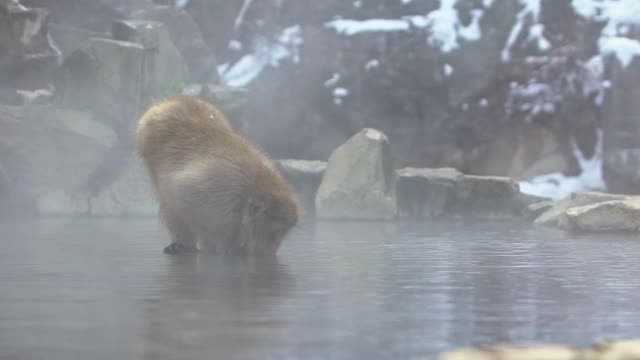 雪猴红脸日本猕猴用雾和雪喝热水视频素材