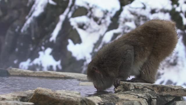 地狱谷猴公园，雪猴在天然温泉中饮水。日本视频素材