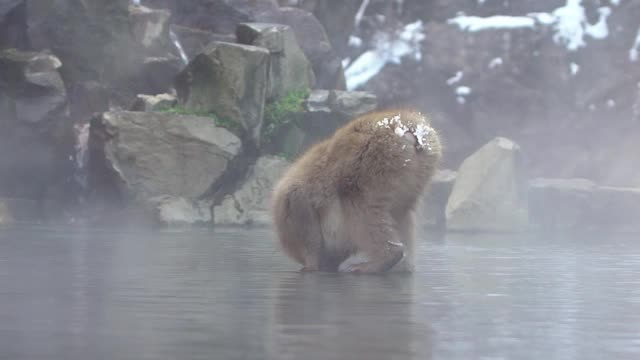 著名的雪猴在日本的天然温泉中饮水视频素材