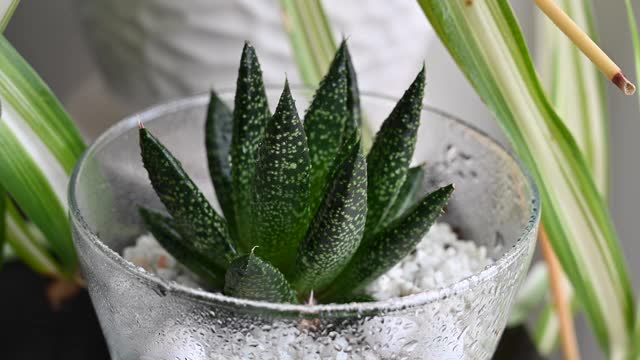 多肉植物在家用手在叶子上喷水视频素材