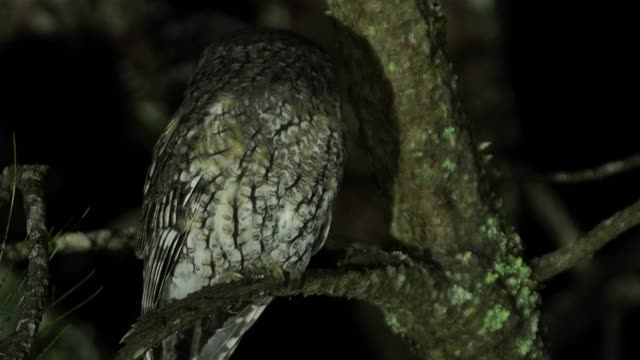 夜猫子视频素材