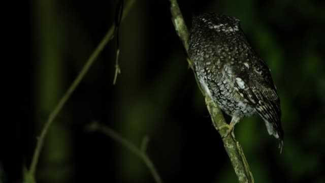 夜猫子视频素材