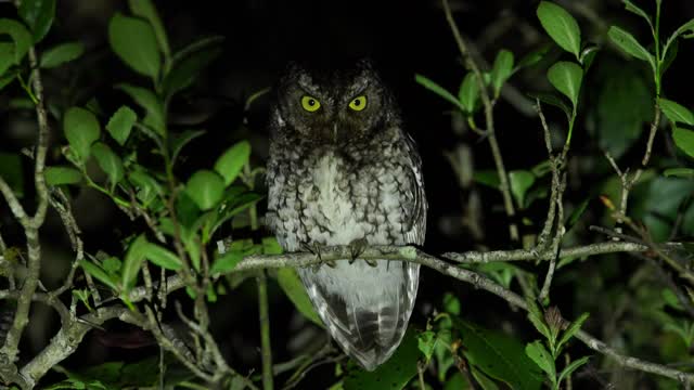 夜猫子视频素材