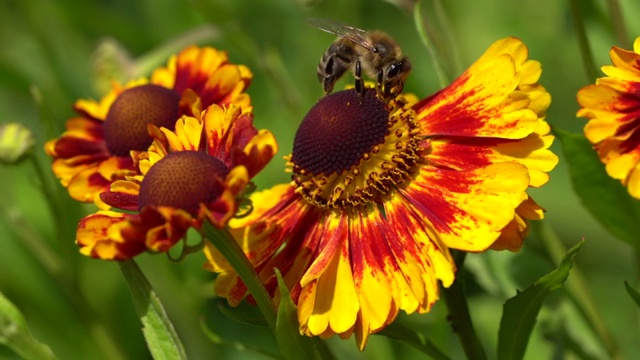 海伦斯花(Helenium)视频素材