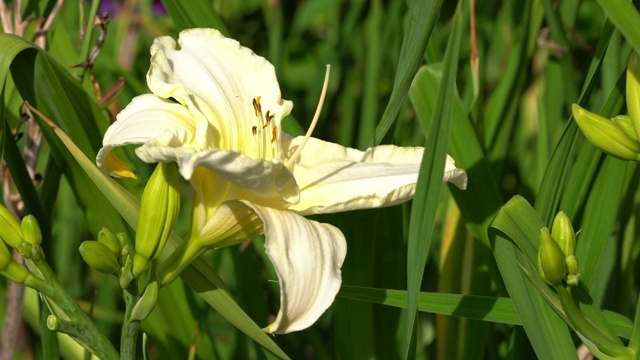 黄花菜(萱草属植物)视频素材