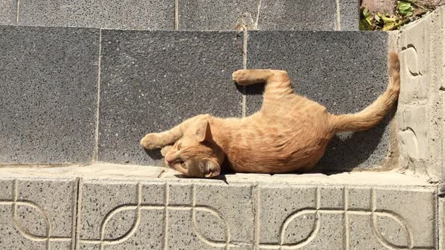 流浪猫在街上玩耍，享受阳光视频下载