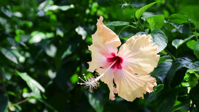 芙蓉花在风中摇曳视频素材