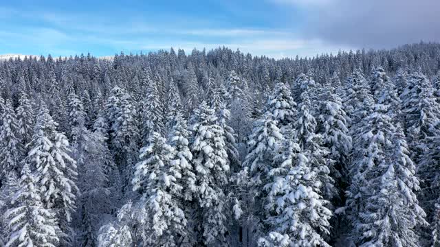 无人机拍摄的白雪覆盖的森林。视频素材