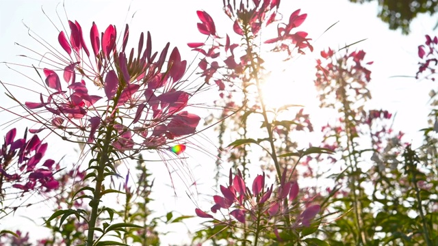 低角度pan view盛开的蜘蛛花或Cleome spinosa against the Sun with light leak in a morning视频素材