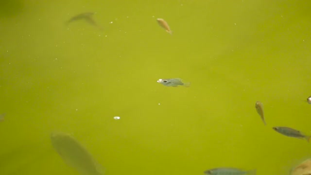 调整鸡舍的氧气值。视频素材