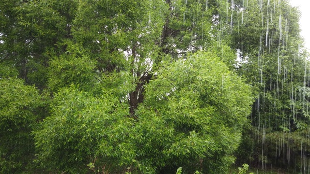 芬兰，雷雨期间下大雨视频素材