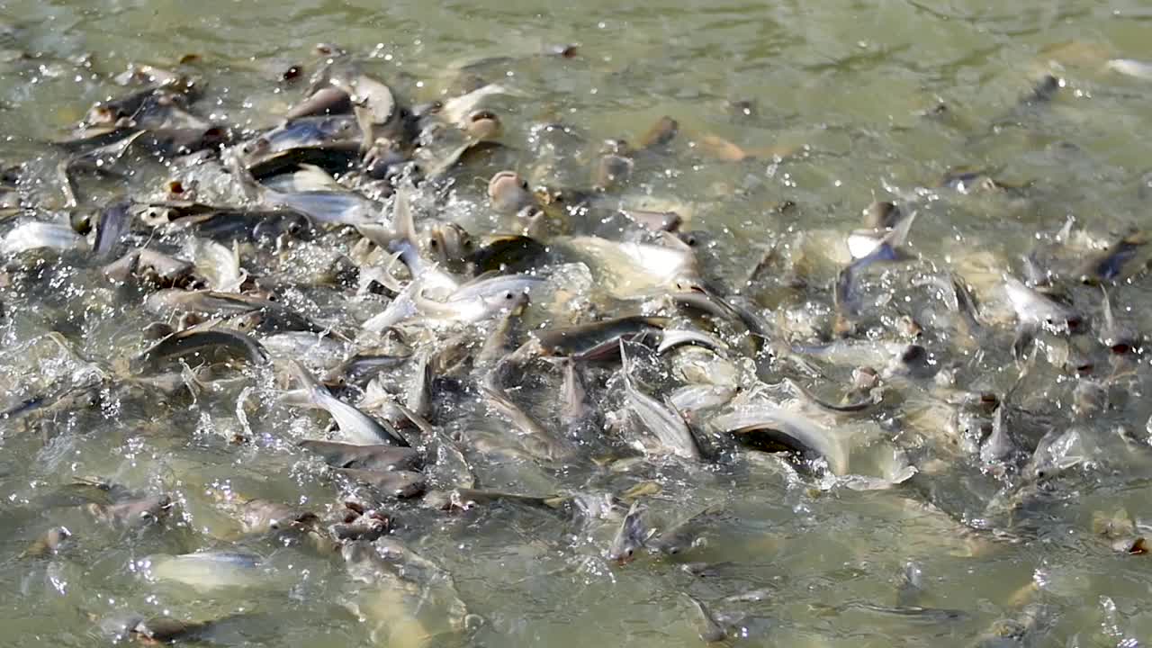 调整鸡舍的氧气值。视频素材