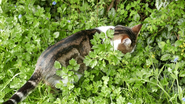 猫在花园视频下载