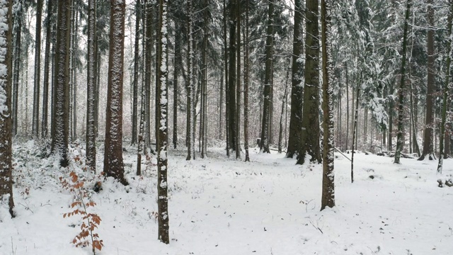 雪从树上飘落在森林里，大雪过后没有人视频素材