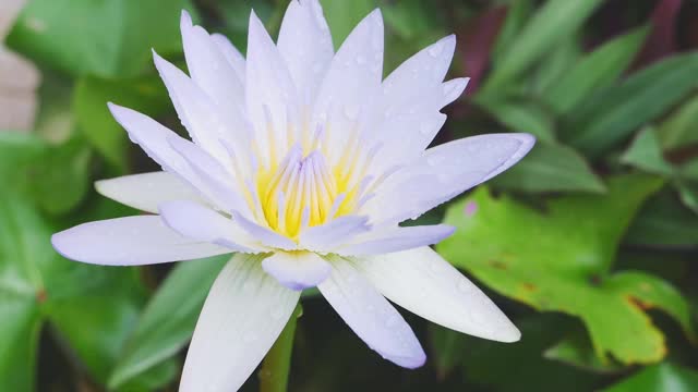 美丽的荷花在早晨合上视频素材