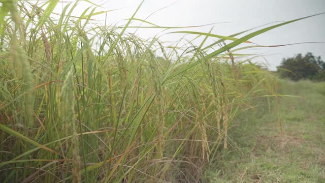 稻田视频下载