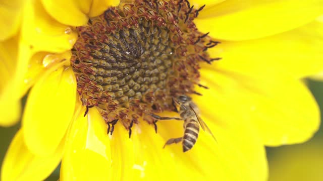 蜜蜂和向日葵。视频素材