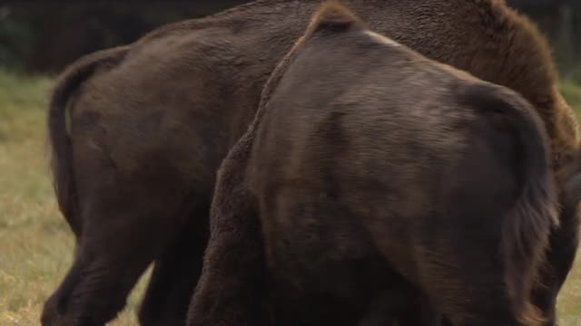 欧洲野牛在白俄罗斯打架视频素材