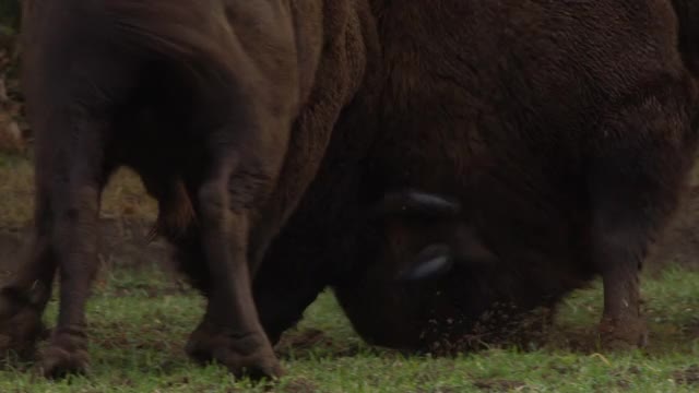 欧洲野牛在白俄罗斯打架视频素材