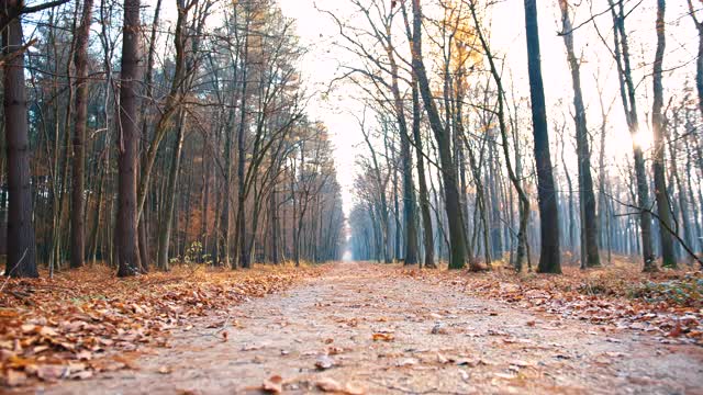 女人在穿过森林的道路上奔跑视频素材