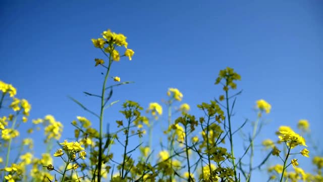 美丽的黄芥末花视频素材