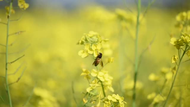 蜜蜂从芥菜花中采集花蜜和花粉视频素材