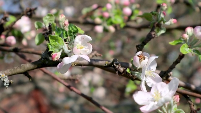 苹果树春天在花园里开白花视频素材