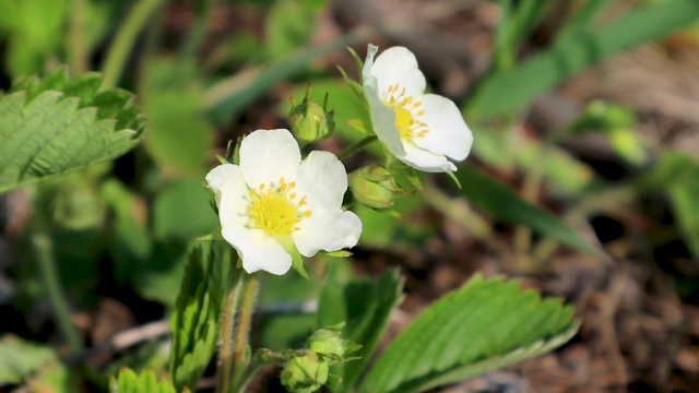 草莓春天在花园里开白花视频素材