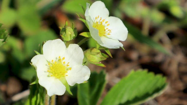 草莓春天在花园里开白花视频素材