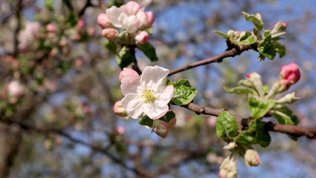 苹果树春天在花园里开白花视频素材