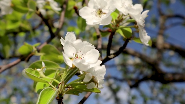 梨树春花盛开在花园里视频素材