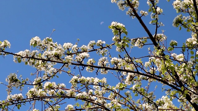 梨树春花盛开在花园里视频素材