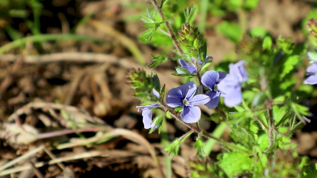 春光花开蓝，野生植物特写视频素材