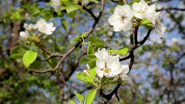 梨树春花盛开在花园里视频素材