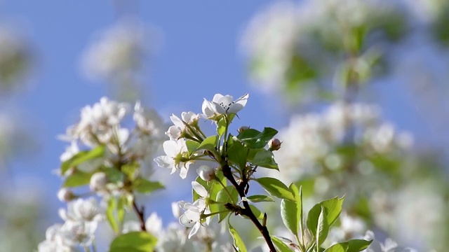 梨树春花盛开在花园里视频素材