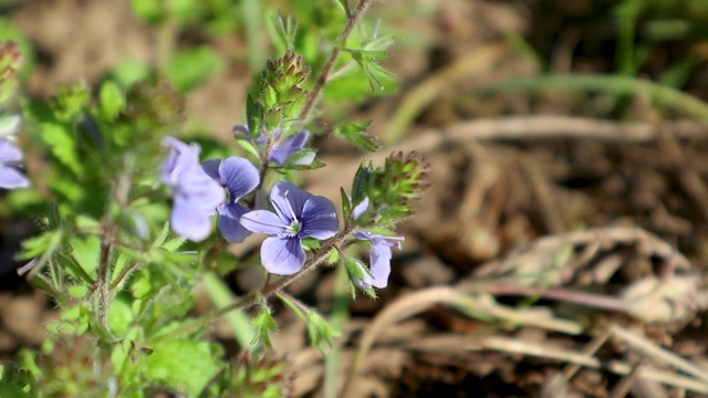 春光花开蓝，野生植物特写视频素材