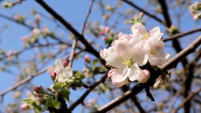 苹果树春天在花园里开白花视频素材