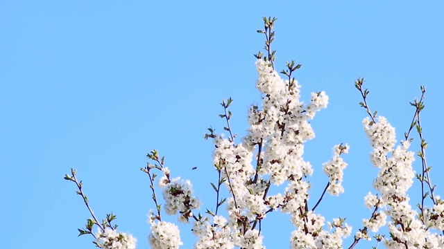 梨树春花盛开在花园里视频素材