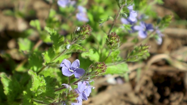 春光花开蓝，野生植物特写视频素材