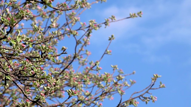 苹果树春天在花园里开白花视频素材