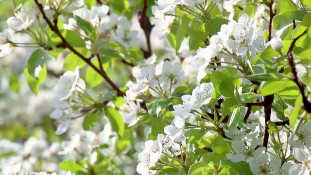 梨树春花盛开在花园里视频素材