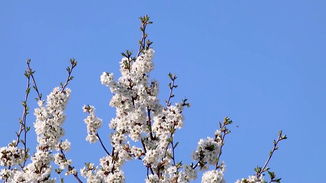 梨树春花盛开在花园里视频素材