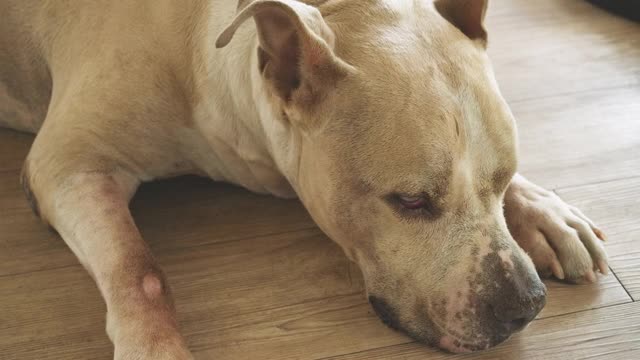 斗牛犬睡在房子的地板上。视频素材