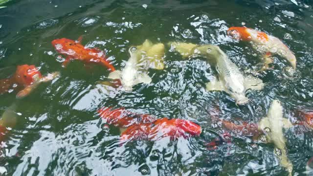 池塘里有锦鲤或鲤鱼视频素材