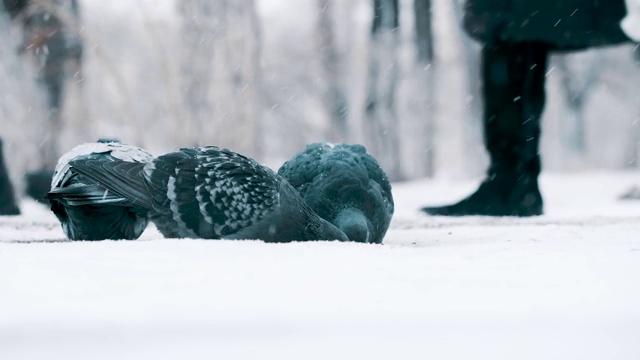 鸽子在冬天在外面的雪地里吃葵花籽。背景中是行人和交通工具视频素材