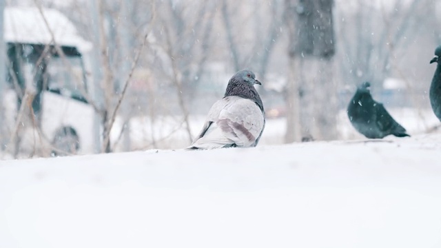 鸽子在冬天在外面的雪地里吃葵花籽。背景中是行人和交通工具视频素材