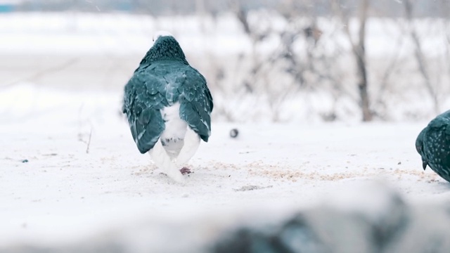 鸽子在冬天在外面的雪地里吃葵花籽。背景中是行人和交通工具视频素材