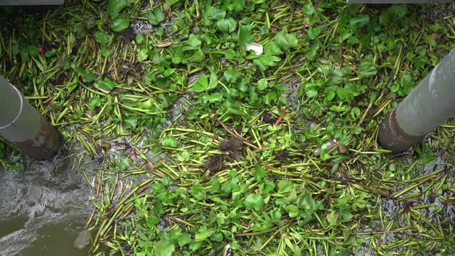 水葫芦和废物在河里视频素材