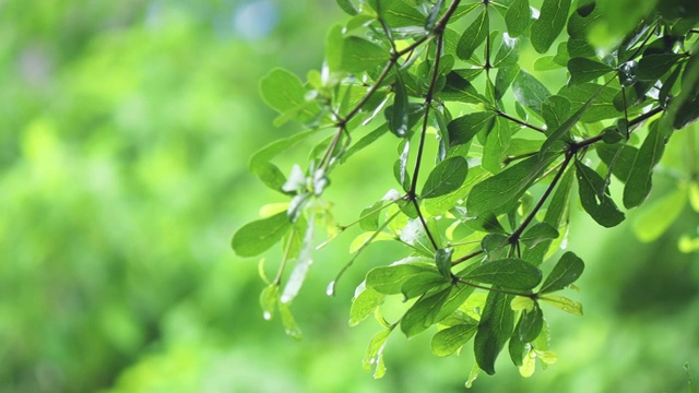 4K近模糊清晰的雨在树上。近距离下雨的树叶在白天的时间。小雨洒在小树上。绿色自然的概念。视频素材